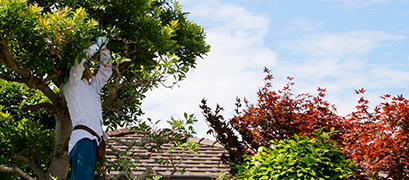 伐採・枝おろし 伐採・枝おろし